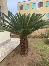 Cycas