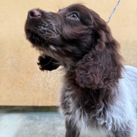 Cucciolo Springer / Lagotto