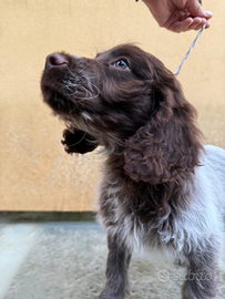 Cucciolo Springer / Lagotto