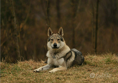 Cuccioli di cane lupo cecoslovacco