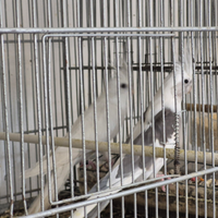 Coppie riproduttive calopsite