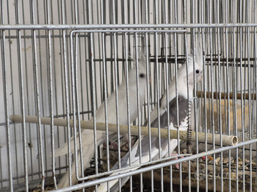 Coppie riproduttive calopsite