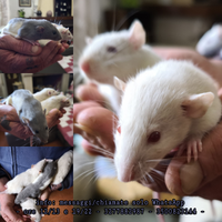FancyRat Ratto Domestico Ratto da Compagnia