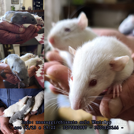 FancyRat Ratto Domestico Ratto da Compagnia