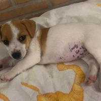 Jack Russell femmina