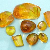 Ambra baltica levigata con inclusioni I lotto