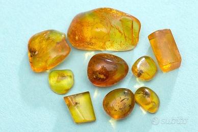 Ambra baltica levigata con inclusioni I lotto