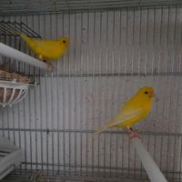 Coppia di canarini
