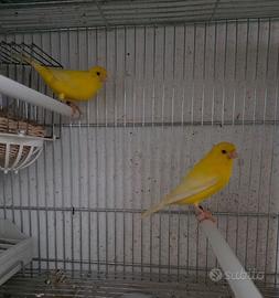Coppia di canarini