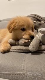 Golden Retriever Americano