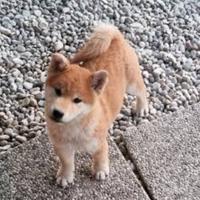 Shiba inu
