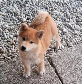 Shiba inu