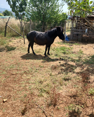 Poni