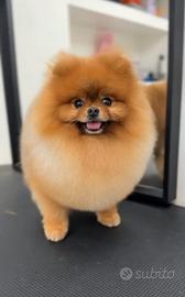 Spitz Pomerania ACCOPPIAMENTO Stallone rosso