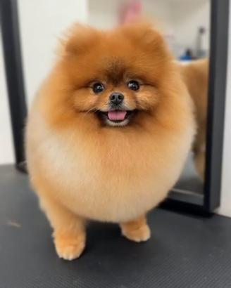 Spitz Pomerania ACCOPPIAMENTO Stallone rosso