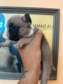 Bulldog francese
