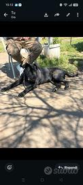 Cane Corso Originale