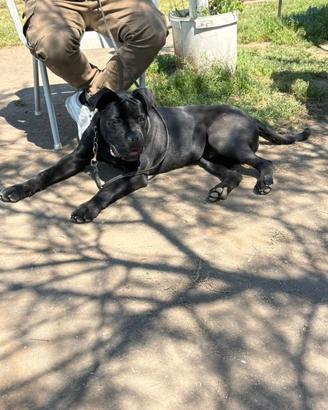 Cane Corso Originale
