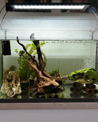 Acquario Tetra 60
