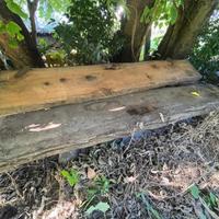 Tavole di legno di tuja