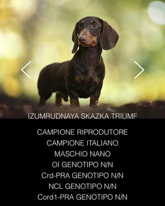Cuccioli di bassotto arlecchino alta genealogia