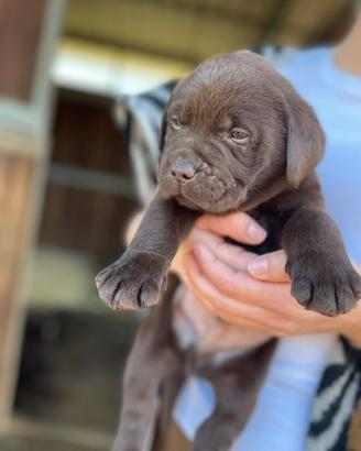 Labrador maschi con pedigree