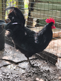 Galli razza australorp