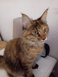 Femminuccia Maine Coon 11mesi disponibile