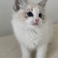 Ragdoll cuccioli