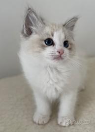 Ragdoll cuccioli