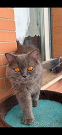 British longhair blue femmina
