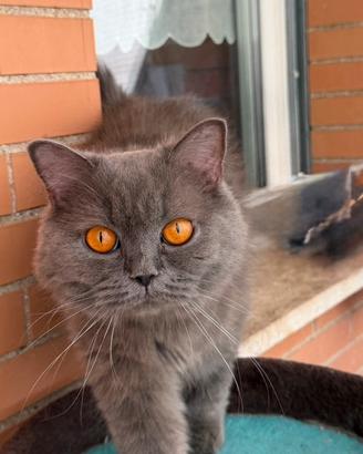 British longhair blue femmina