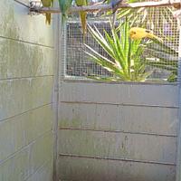 Caicco testa gialla maschio