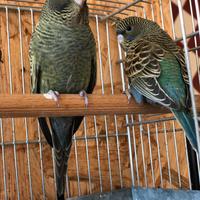 Cocorite faccia nera