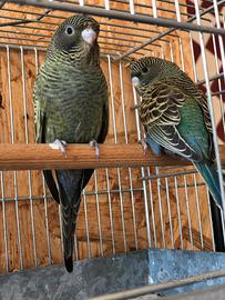 Cocorite faccia nera