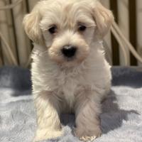 Maltipoo