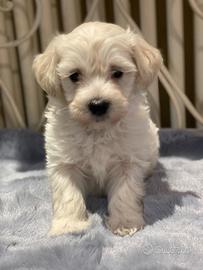 Maltipoo