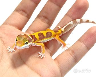 Geco leopardino baby Tangerine, teca, allestimento