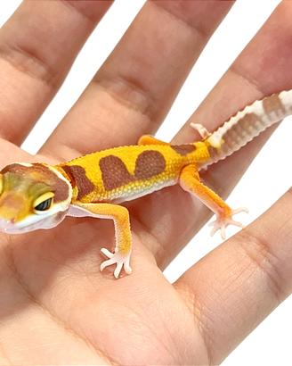 Geco leopardino baby Tangerine, teca, allestimento