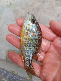 Pesce Persico Sole