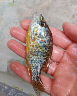 Pesce Persico Sole