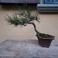 bonsai