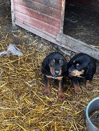 Cuccioli di segugio italiano da lepre