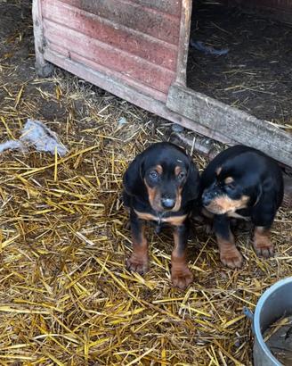 Cuccioli di segugio italiano da lepre