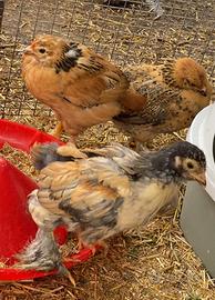 Fantastici pulcinotti brahma