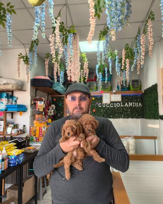 Barboncino mini toy red fem e mas anche a rate