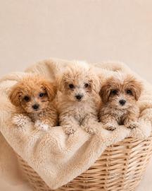 Maltipoo Mini Toy disponibili subito