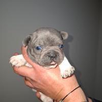 Bulldog francese