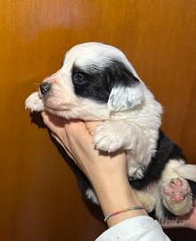 Cuccioli di Border Collie maschi e femmine