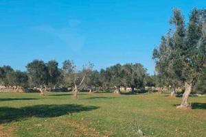 Terreno con alberi di ulivo